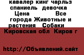  кавалер кинг чарльз спаниель -девочка › Цена ­ 45 000 - Все города Животные и растения » Собаки   . Кировская обл.,Киров г.